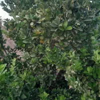 باغ با موقعیت تفریحی گردشگری|فروش خانه و ویلا|بوستان, |دیوار