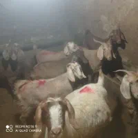 چن عدد بز ماده|حیوانات مزرعه|سنندج, |دیوار