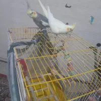 عروس هلندی جفت