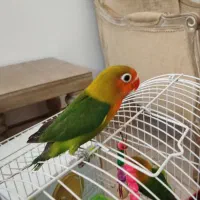 طوطی برزیلی