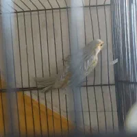 قناری اوپال سیلور|پرنده|قم, پردیسان|دیوار