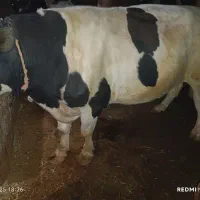 گاونر گوشتی