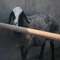 شیشک میش ابستن چالی(بره بزغاله)گوسفند|حیوانات مزرعه|جعفرآباد, |دیوار