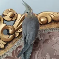 عروس هلندی ماده دستی بالغ پونصدمعاوضهوسایل خونه