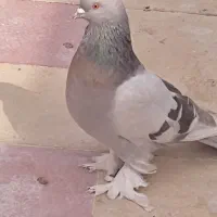 کبوتر سبزوسوسنی