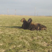 گوسفند|حیوانات مزرعه|شراء, |دیوار