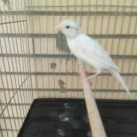 قناری نر و دوچرخه