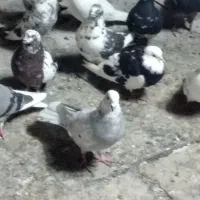 کبوتر تهرانی ساعت بالا