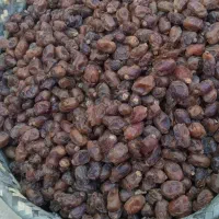خرمای گنطار|حراج|شادگان, |دیوار
