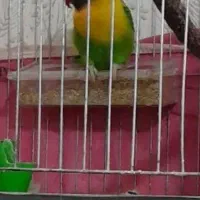 طوطی برزیلی خوش رنک