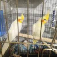 فروش عروس هلندی