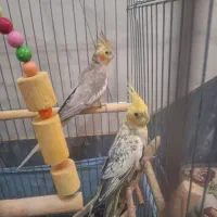 عروس هلندی ماده