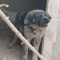 جفت هم قال نر ۲ساله