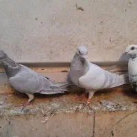 تعدادی کبوتر|پرنده|بهبهان, |دیوار