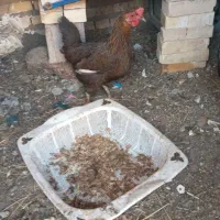 مرغ عربی تخم گذار