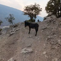 نوپلان|حیوانات مزرعه|گوآور, |دیوار