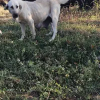 سگ نروماده|سگ|نالوس, |دیوار