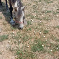 اسب‌۳‌ساله‌کرد|اسب و تجهیزات اسب‌سواری|ورزقان, |دیوار