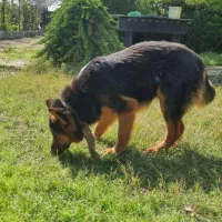 واگذاری توله ژرمن.مادر ژرمن وورک... پدر کینگ