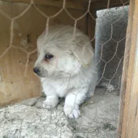 توله اشپیتز