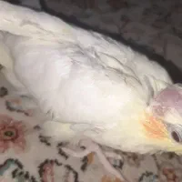 فروش دو جفت عروس هلندی با تخم و جوجه|پرنده|بندرعباس, |دیوار