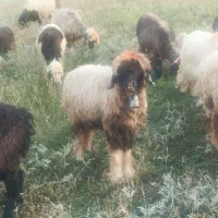 میش داشتی