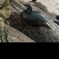 لنز مدل Telephoto 6x مناسب برای iphone 16 promax|دوربین عکاسی و فیلمبرداری|تهران, بازار|دیوار