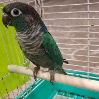 گرینچیک بالغ تراکوویس دوساله تن نخورده