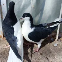 تعداد پرنده عتیقه چپ امری دم سفید دم سیاه