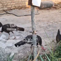 بوقلمون محلی اصل|حیوانات مزرعه|زابل, |دیوار