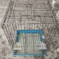 قفس ۱۰۳۳ سالم سالم