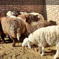 11بر سبک 6نر و5ماده|حیوانات مزرعه|قائن, |دیوار