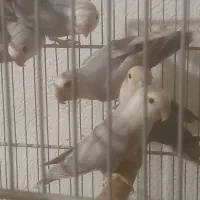 کوتوله مارال واوپال نرگسی