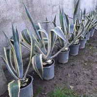 سیکاس ، یوکا ، آگاو ، پالم فیلیفرا|گل و گیاه طبیعی|تهران,  امام زاده قاسم (نیاوران)|دیوار