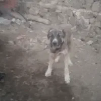 سرابی|سگ|شوط, |دیوار