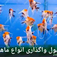 ماهی