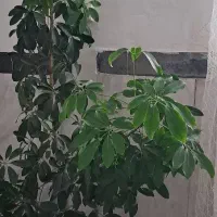 گل طبیعی زیبا و سرحال|گل و گیاه طبیعی|کرمانشاه, |دیوار