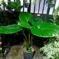 بابا آدم غول پیکر|گل و گیاه طبیعی|شیراز, شیخ روزبهان|دیوار