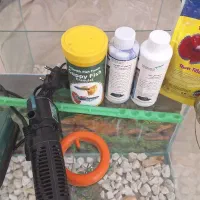 ماهی کوپی واکواریوم شیشه خم|ماهی|زنجان, |دیوار