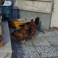 مرغ تخمگذار