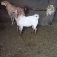 بزغاله دورگ سانن نر|حیوانات مزرعه|باخزر, |دیوار