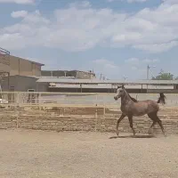 نریان عرب دوسر خارجی