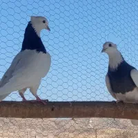 کبوتر طوقی|پرنده|سنندج, |دیوار