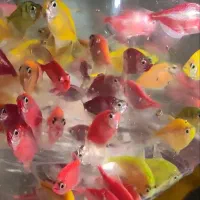 انواع ماهی|ماهی|کرمانشاه, |دیوار