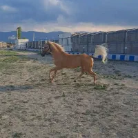 اسب اصیل کرره شاهرنگ