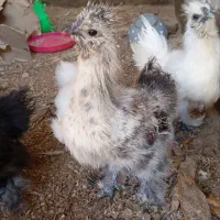 جوجه ابریشمی|حیوانات مزرعه|مشهد, کارمندان دوم|دیوار