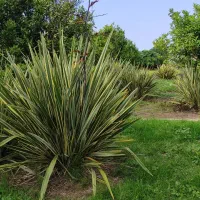 گل برگ شمشیری کنفی نیوزیلندی