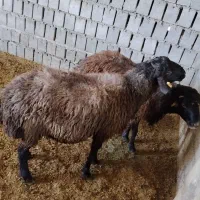 بره قوچ