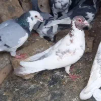 ابلغ سرخ ابلق سیاه