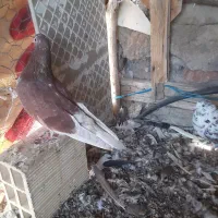 سلام چهار کفتر فروشی|پرنده|مشگین شهر, |دیوار